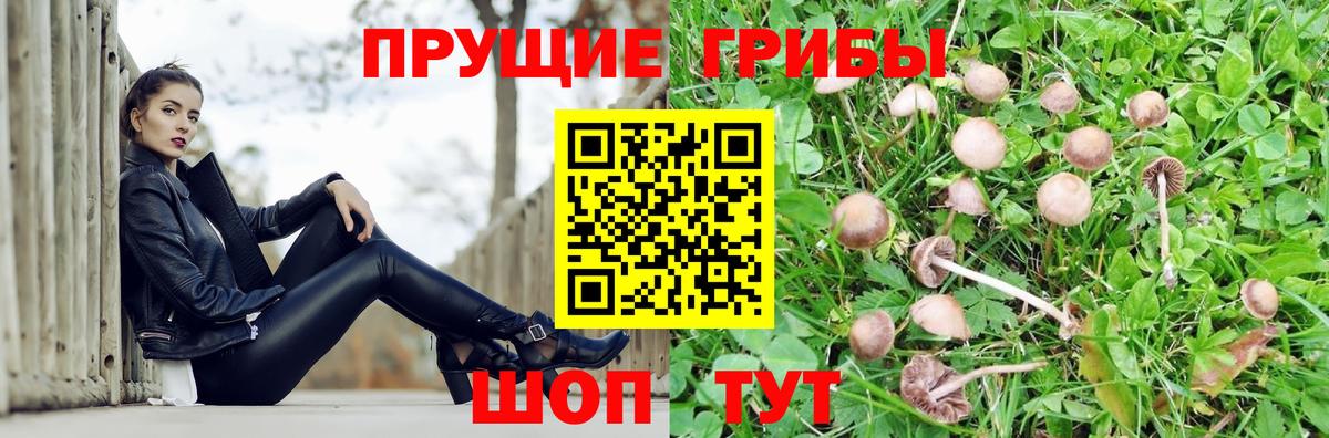 Галлюциногенные грибы прущие грибы  Псилоцибиновые грибы Psilocybine cubensis  купить наркотик  Волгоград  Вход с VPN 
